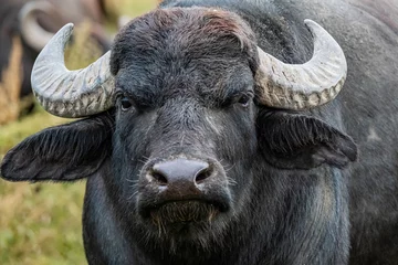 Fotobehang Buffel zwarte waterbuffel in de velden