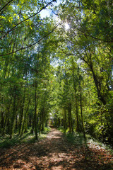 green leaves on forest scene
