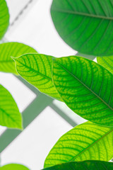 Leaves under the sun