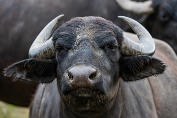  black water buffalo in the fields