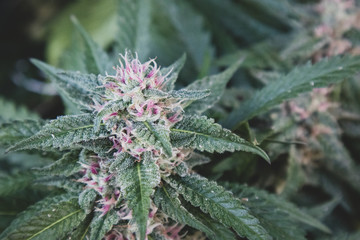 Marijuana Flower in Garden (Papaya Strain)