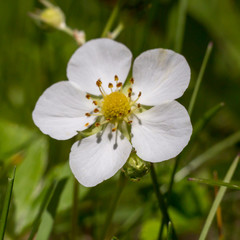 Contrasting bright image of wild strawberry flower