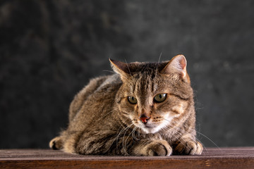 Portrait of a short-haired gray cat with a big wide face on a black isolated background. A big cat.