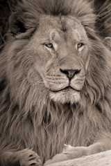 king lion