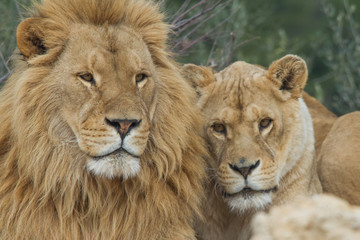 couple de lion