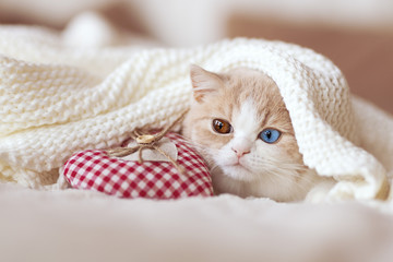 Süße Babykatze BKH Odd eyed mit Herz