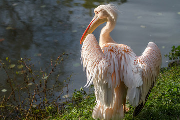 Obraz premium pelican1