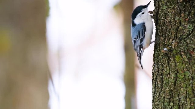 Closeup slow motion of one white-breasted nuthatch bird and falling sunflower seed from cache of tree trunk bark during winter snow snowing in Virginia 