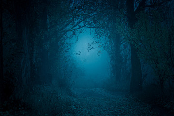 Mysterious, blue-toned forest pathway. Footpath in the dark, foggy, autumnal, cold forest among high trees.