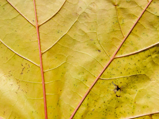 Autumn yellow leaf texture