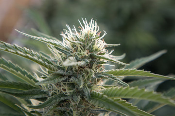 Marijuana Flower in Garden