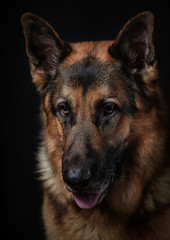 german shepherd dog