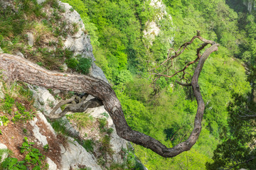 Pine on a green mountain slope.