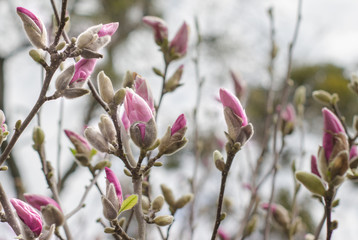 Pink magnolia is gaining color in spring