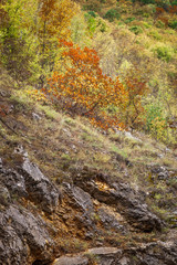 Changing colors of autumn trees and single red tree against golden, sunlit leaves and rocky cliff