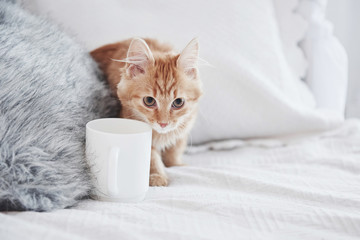 Cat walks near the white cup on the bed. Close up photo of cute pet
