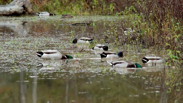 flock of ducks feeding in pond