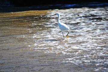 great blue heron