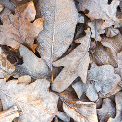 Top view of frozen dry yellow leaves - natural background. Winter morning. 