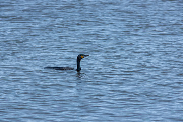 Cormorant on the surface of a river after diving