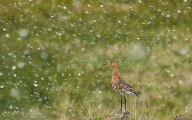 Barge à queue noire sous les flocons de neige en Juin en Islande