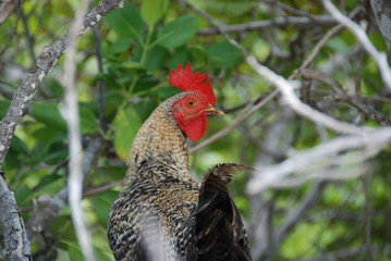 rooster on Beach