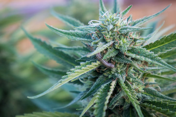 Naklejka na ściany i meble Worm on Marijuana Flower in Garden