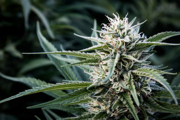 Cannabis Flower (Close-up)