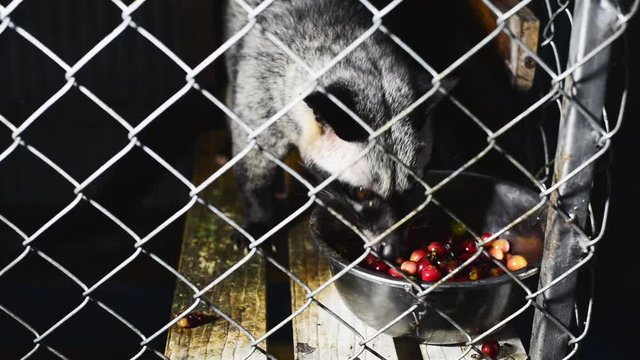 Coffee series: Closeup of Asia palm civet eating ripe coffee berries in cage