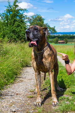 Portrait einer Deutschen Dogge