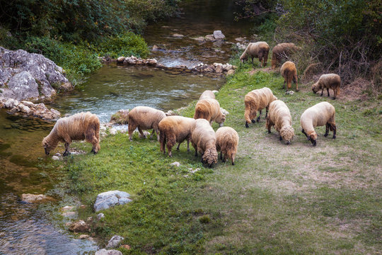 Flock of sheep grazing grass on a small field and drinking water from a cold, clean mountain river
