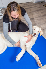 Frau massiert großen weissen Hund