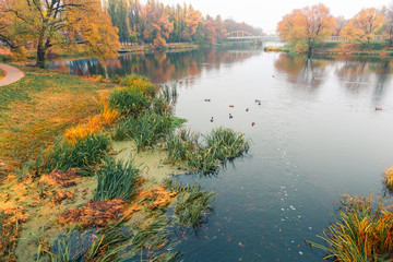 Colorful autumn park. Autumn trees with yellow leaves in the autumn park. Belgorod. Russia.