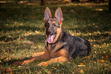 german shepherd dog