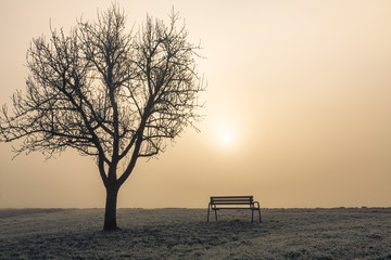 Baum,Parkbank und Sonne im Nebel