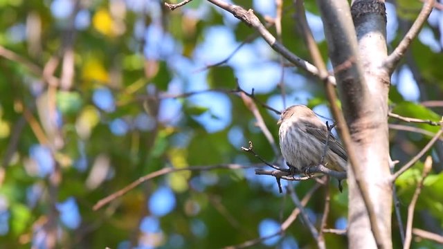 Closeup slow motion of one brown female house finch bird on tree branch during sunny day closing eyes blinking in Virginia 