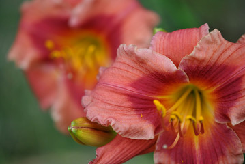 Fototapeta na wymiar closeup of two pink daylily flowers