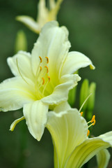 Yellow day lilies; hemerocallis.  Closeup.