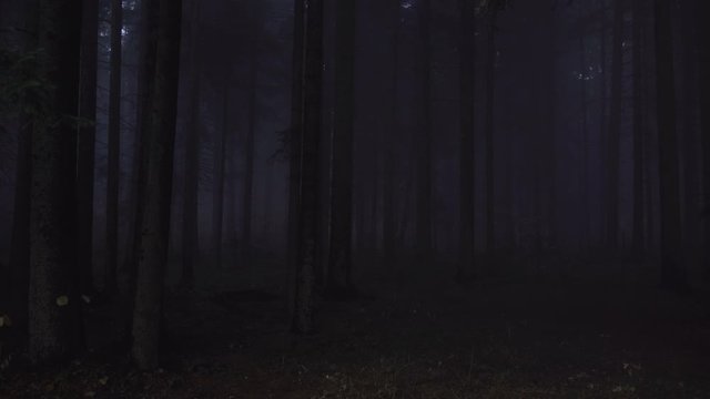 Scary, haunted misty pine forest in the night. Lost tourist person concept