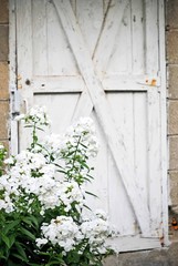 Wild white phlox beside an old door