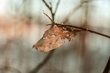 worm hole leaf frozen