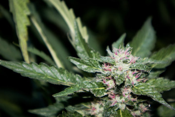 Papaya Strain of Marijuana