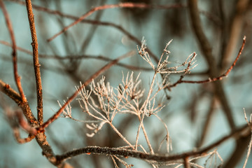 frozen flower