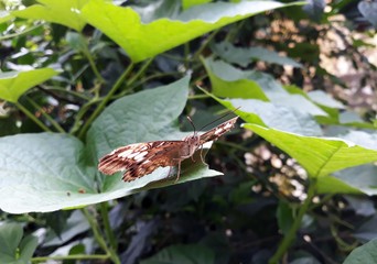 Southeast Asian Clipper Butterfly (Parthenos sylvia), brown variety