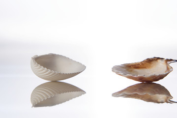 Seashell and reflection in glass on a white background