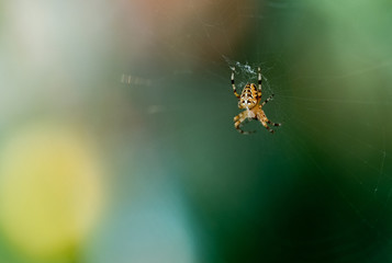garden spider on a web