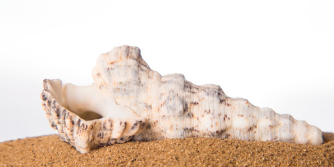 Seashell in the sand on the beach on a white background