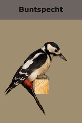 Buntspecht. Vogelportrait