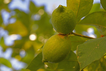Fresh green lemons on a tree.