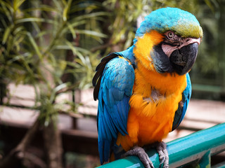 very beautiful portrait of a blue and yellow macaw resting on a tube with vegetation behind
